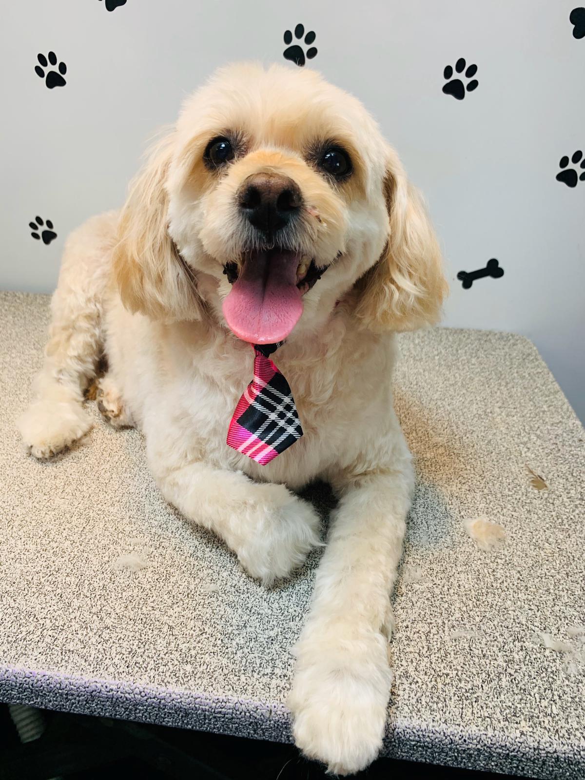 A small, light-colored dog with a plaid tie sits on a grooming table, ready for mobile dog grooming, with black paw and bone prints decorating the wall behind.